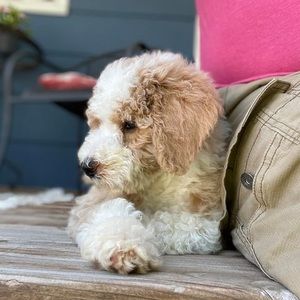 Meet your Posher, Gary